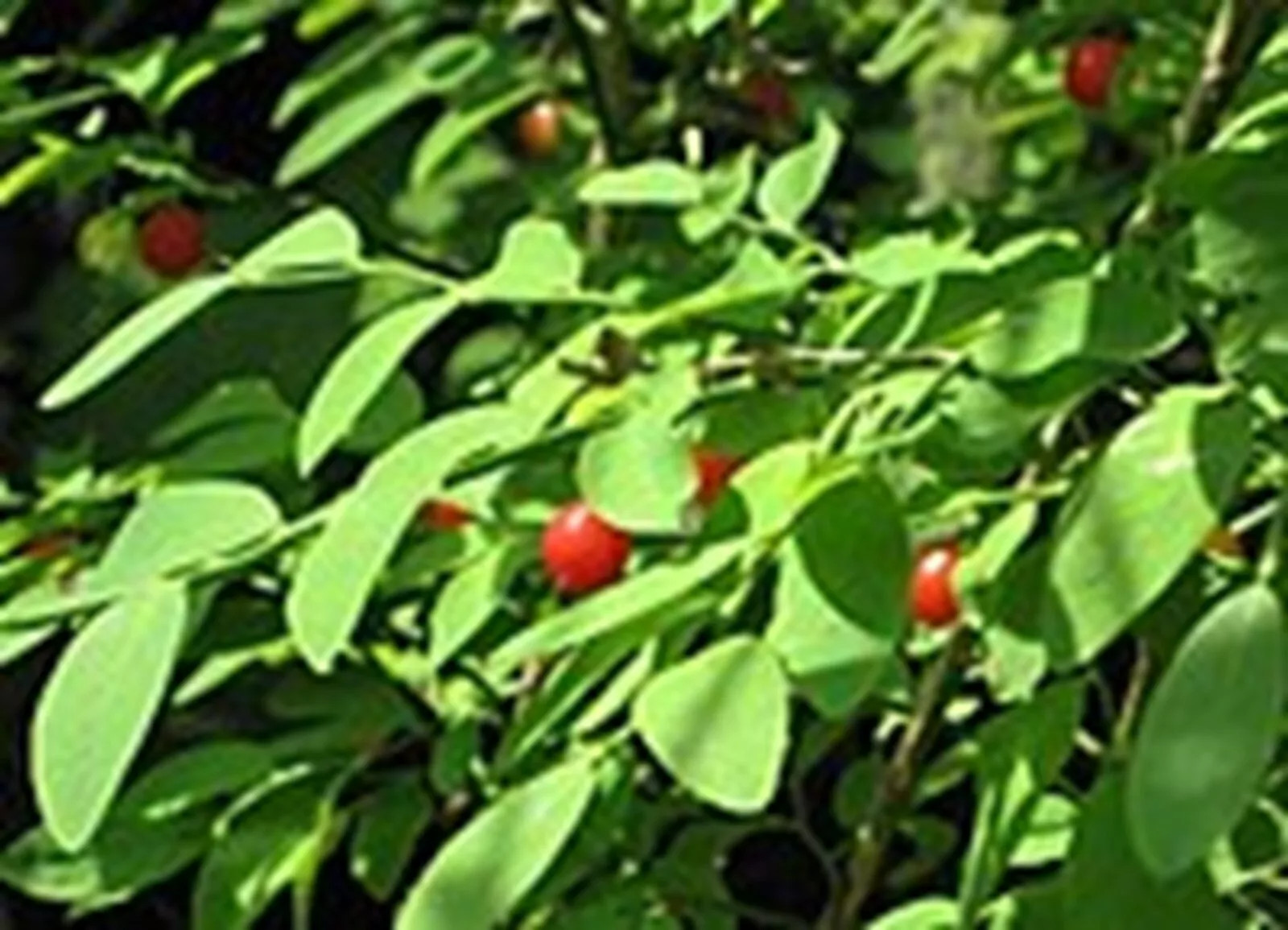 Red Huckleberry {Vaccinium parvifolium} Pre-Stratified 50+SEEDS USA POST