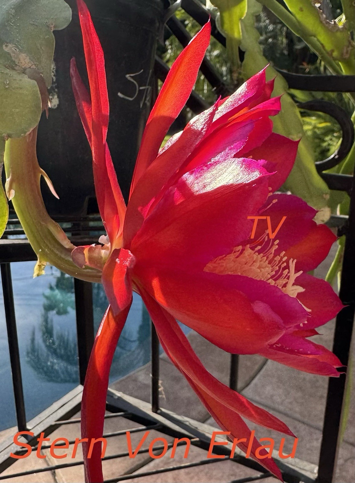 1 Striking Red Stern Von Erlau Epiphyllum Orchid Cactus Cutting, 7-10in long