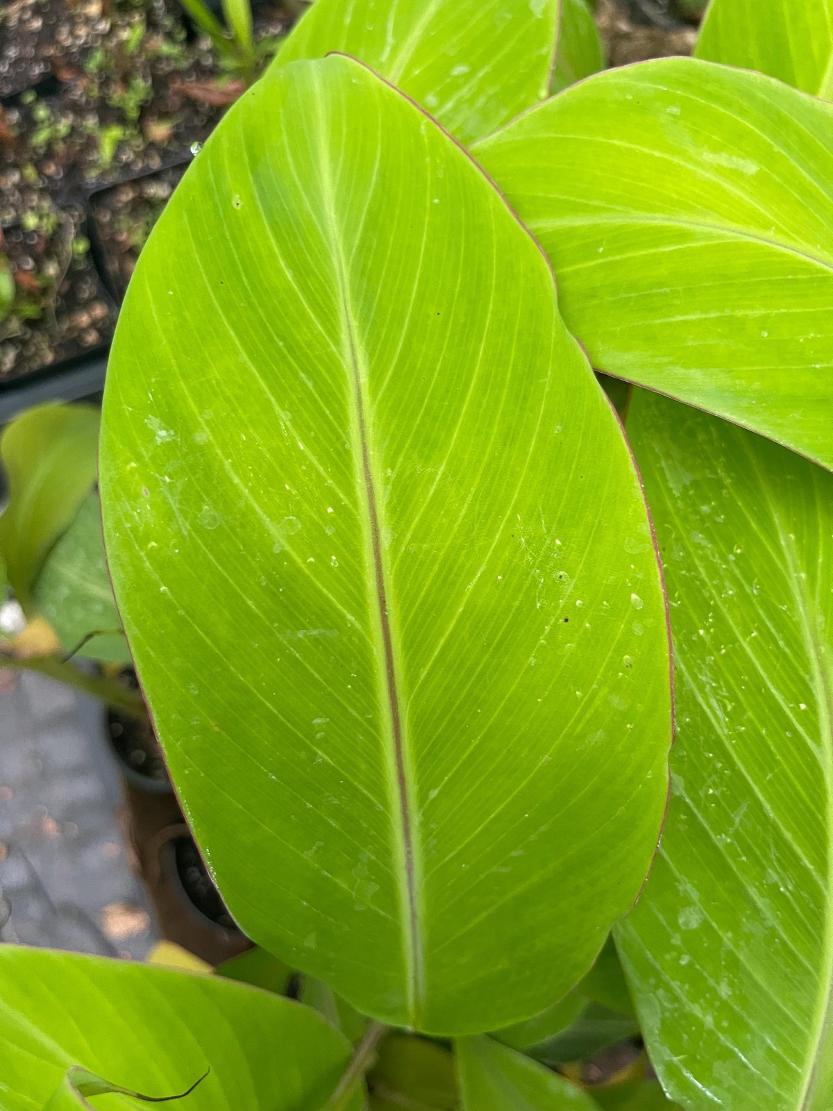Dwarf Namwah Banana Plant Live Tropical Fruit Tree Musa Pisang Awak