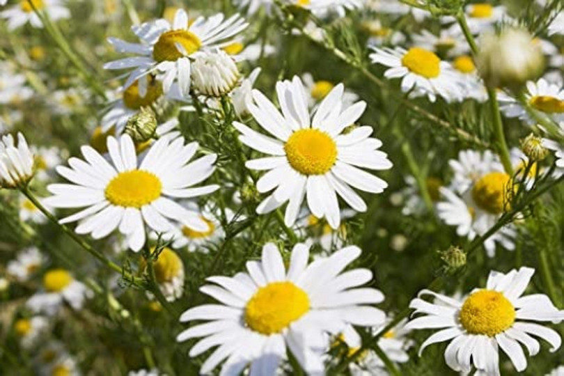 2000 GERMAN CHAMOMILE Herb Flower Seeds Matricaria recutita