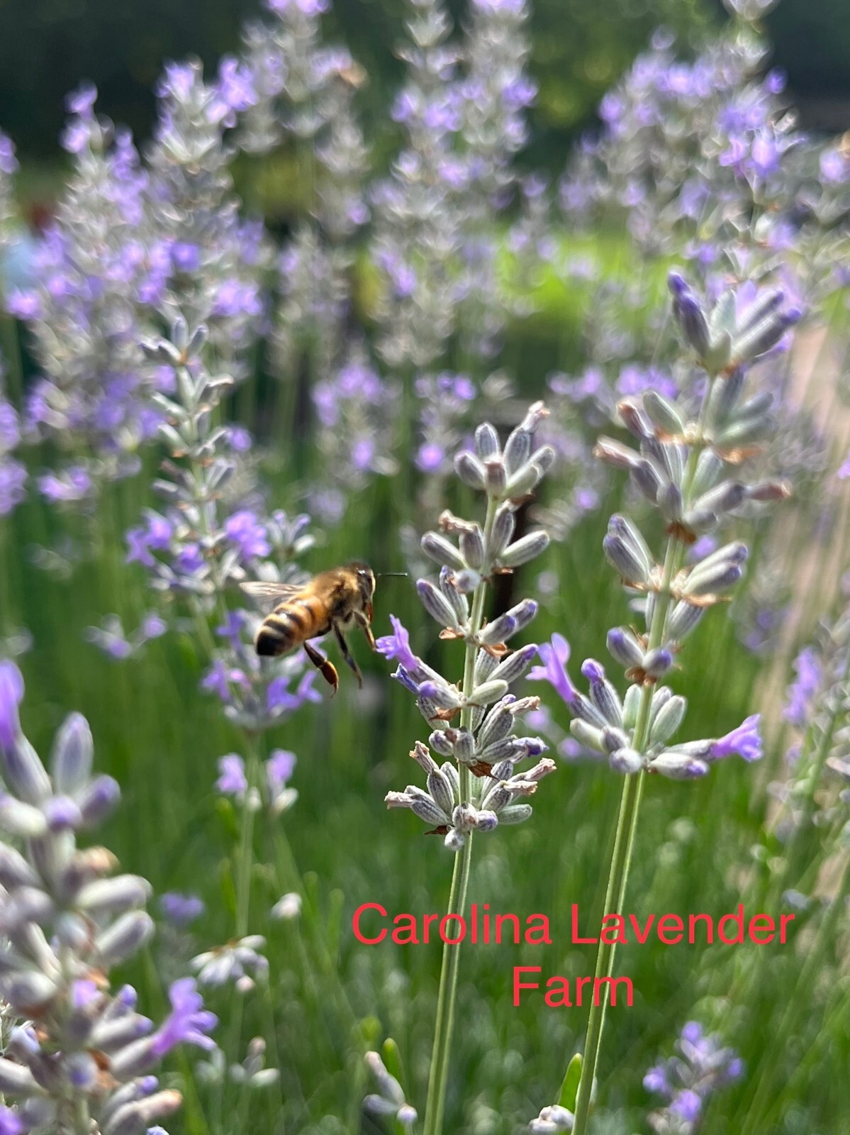 Lavender Live Plants, Spa Plants, Aromatic Herb, Well Rooted Plugs FOR SALE