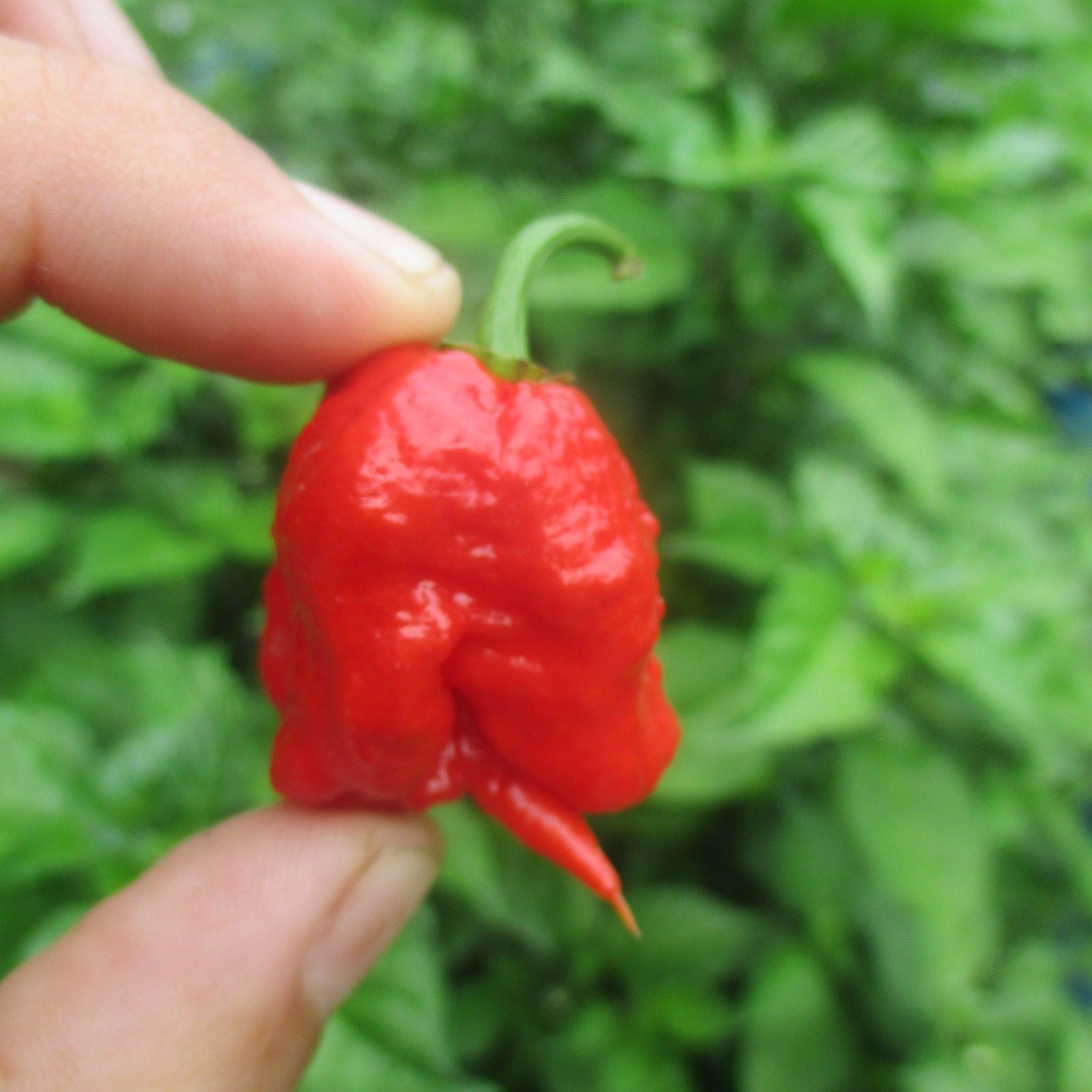 Lot of 3 (75+ DAYS OLD) CAROLINA REAPER Super Hot Pepper LIVE PLANTS