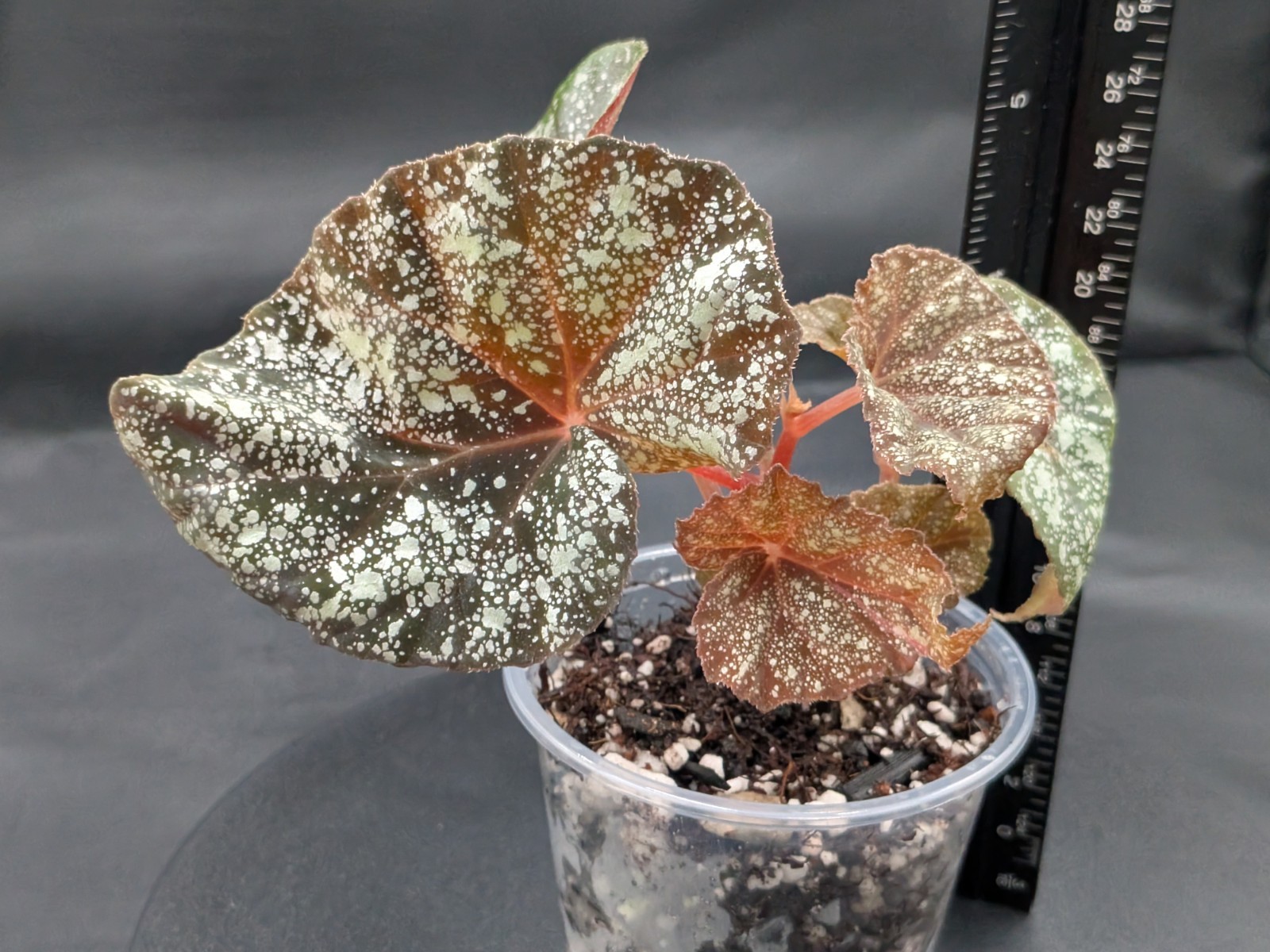 🪴Begonia ‘Moona’-Begonia curtisii ‘Galaxy’x begonia variabilis- Rooted Plant