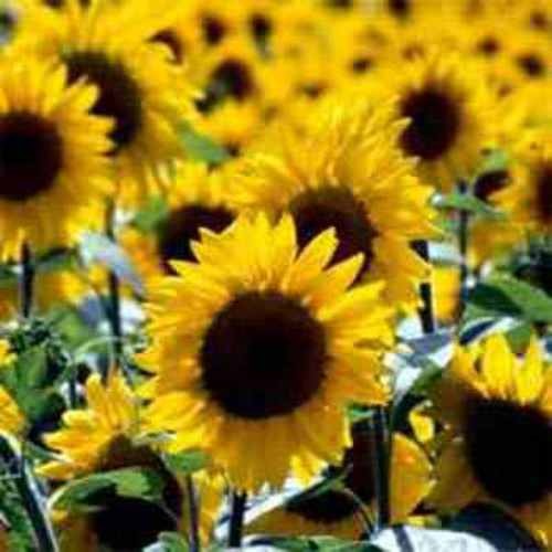 1000 Seeds Wild Sunflower Seed For Planting Outdoors – Helianthus Annuus