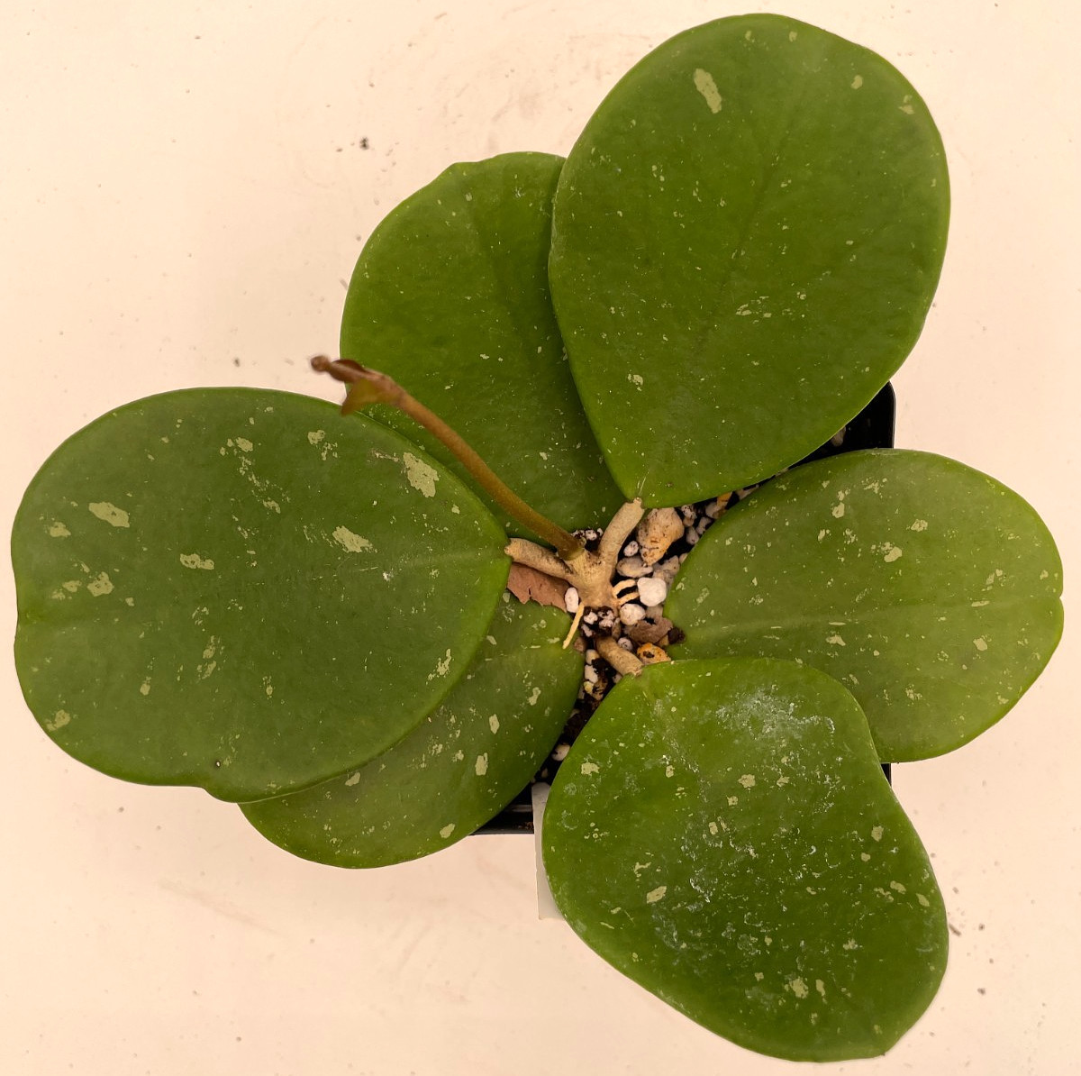 Hoya obovata Splash Leaves Fully Rooted Grown In 3.5″ pot – Very Healthy!