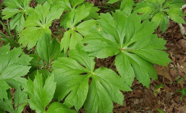 Mayapple – American Mandrake Perennial 50 Plants Bare Root Live Garden Plant