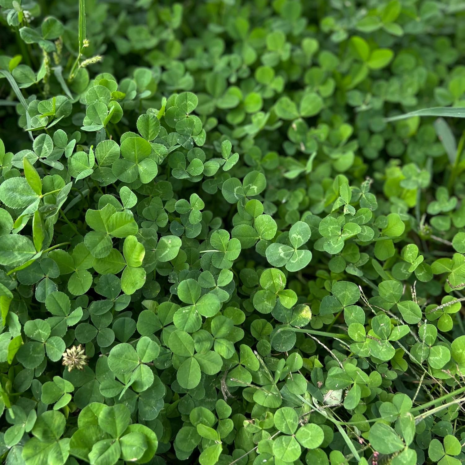 Micro Clover Seed for Lawn – 1 Lb – ~400,000 Microclover Seeds for Planting – Dr