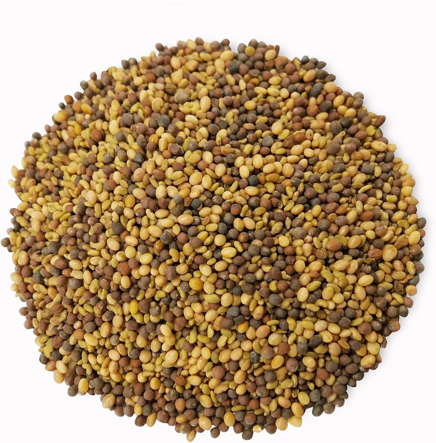 High Germination Rate Sprouting Seeds Mix, 3 lbs