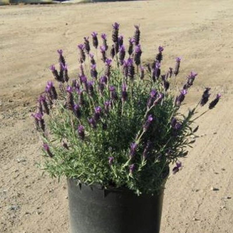 200+ PNW Spanish “Butterfly” Lavandar * Seeds Only * Small Batch Organic