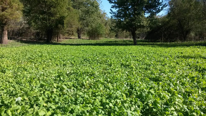 5 LBS TROPHY DAIKON FORAGE RADISH SEED FOR DEER FOOD PLOT BRASSICA DEER LOVE IT
