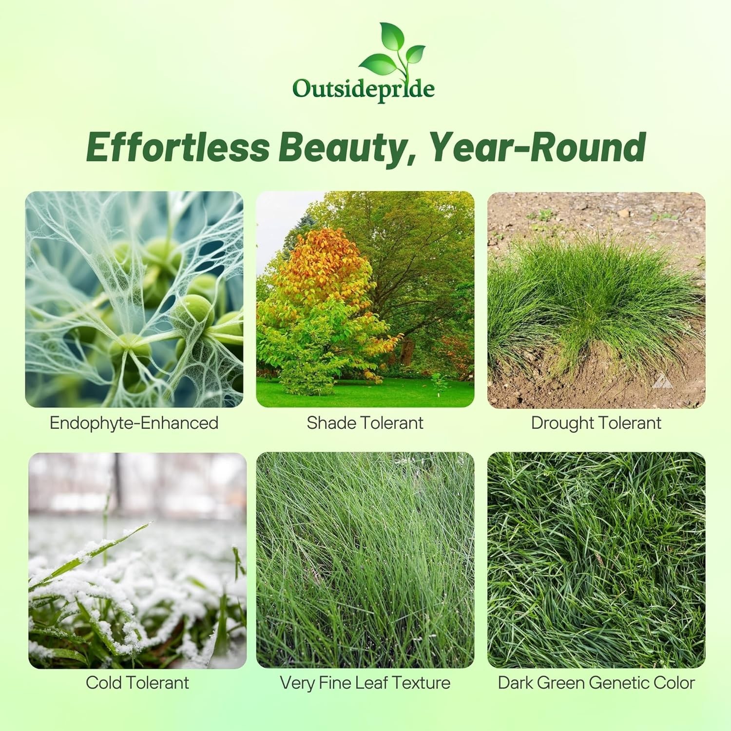 10 LBS – OptiGrowth Coated Hard Fescue Grass Seed – Low Growing Fine Fescue