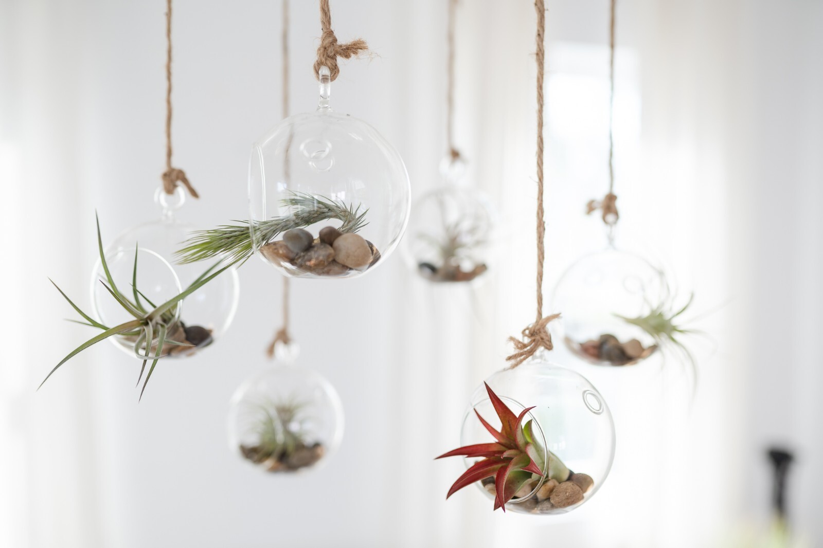 XL Tillandsia Ionantha Guatemala-Wholesale Bulk -Easy Care Indoor/Outdoor Plants