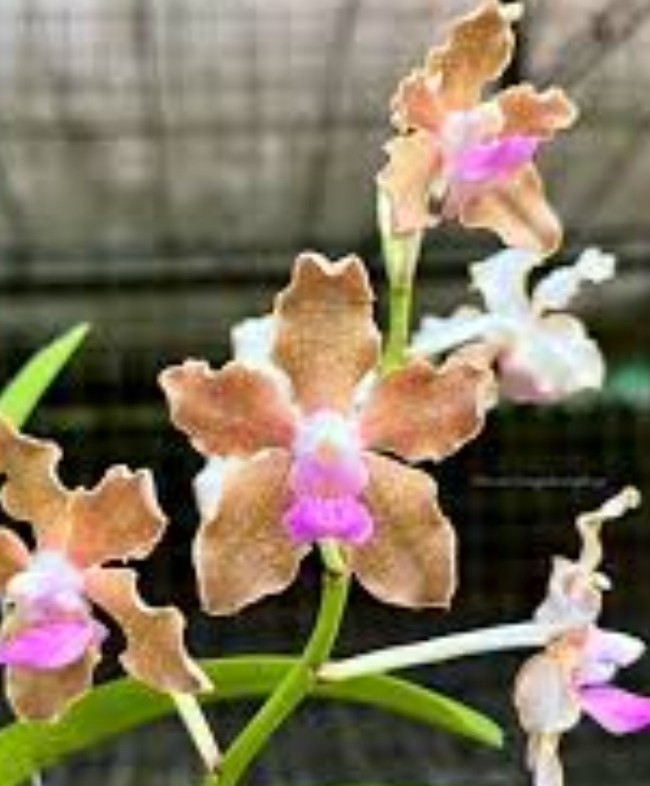 Vanda tessellata ‘Pink’ Bs Very Fragrant
