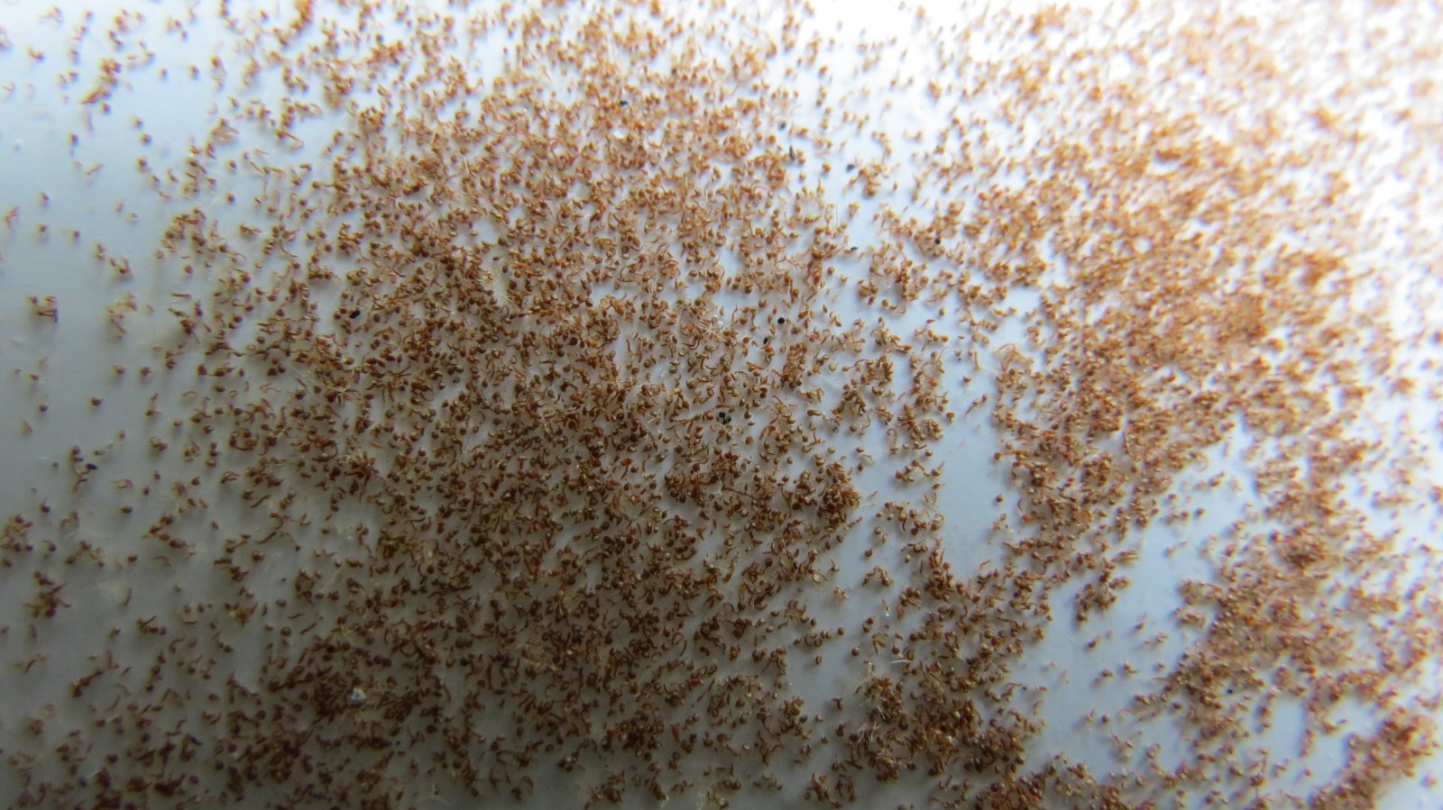 Platycerium Elephantotis RARE Staghorn fern spores