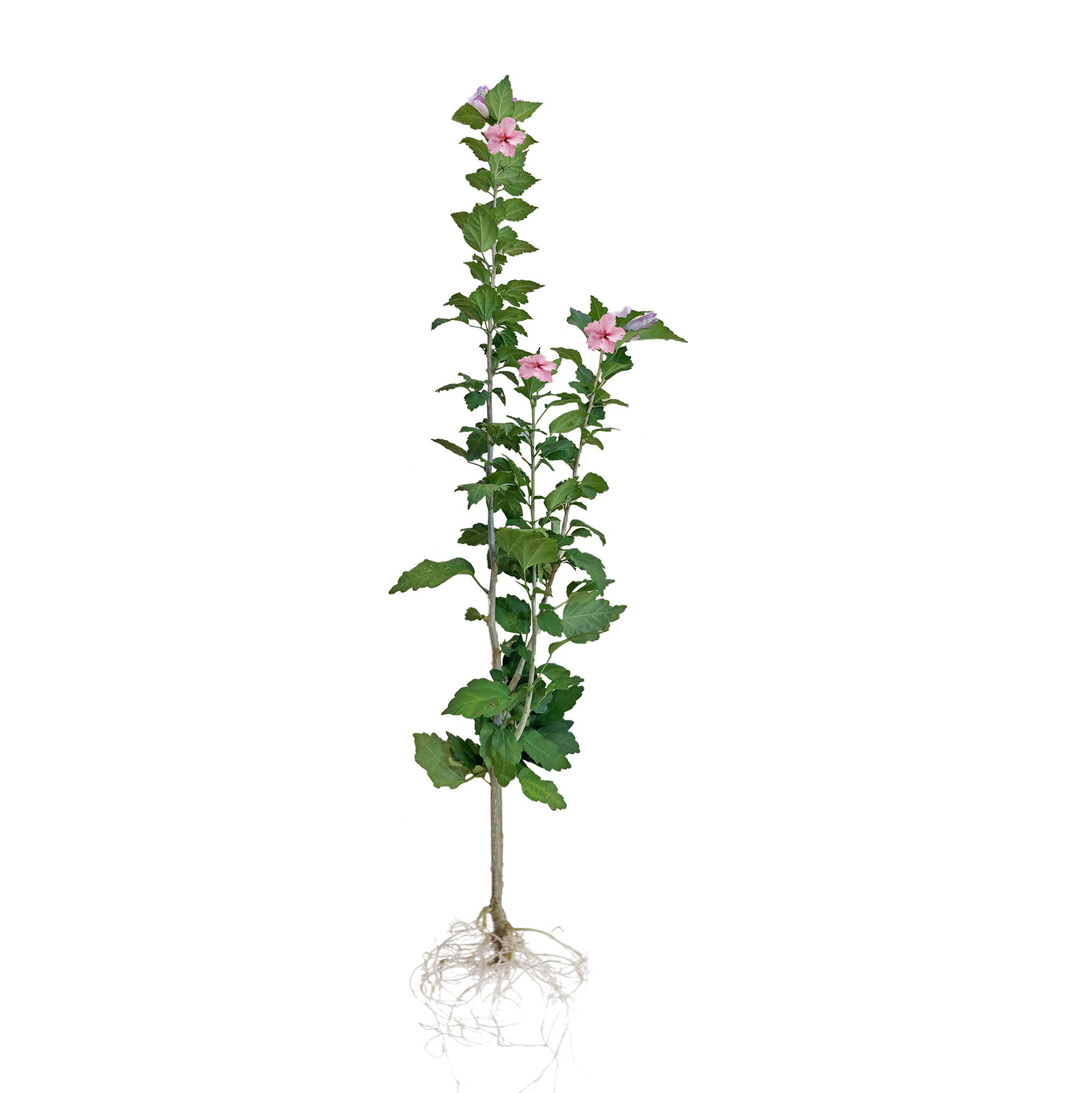 Hibiscus Live Plant w/ Roots Transplant Starter Bush HIBISCUS-30″ Tall 1PK