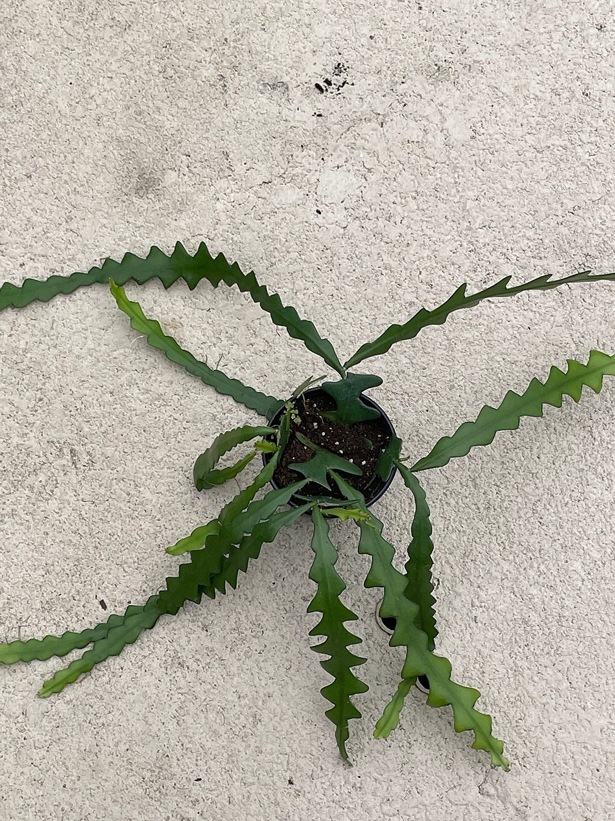 Disocactus Anguloger, Selenicereus Anthonynaus, RIC Rac Zip Zag Fishbone Cactus,
