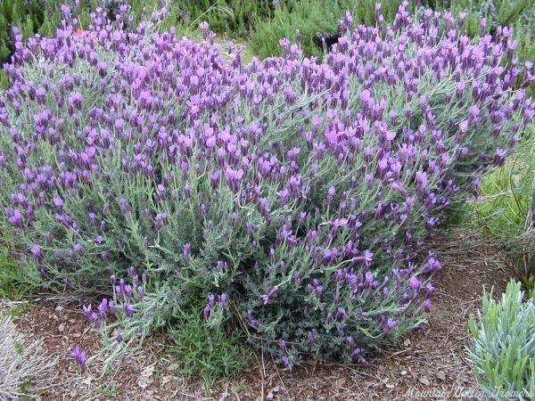 200+ PNW Spanish “Butterfly” Lavandar * Seeds Only * Small Batch Organic
