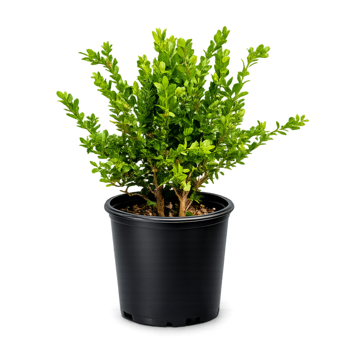 Green Beauty Boxwood, 1 Gallon Pot, Evergreen Hedge Shrub