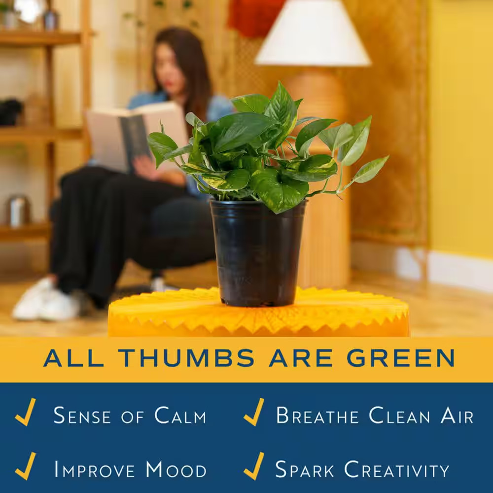 Golden Pothos Indoor Plant in 6 In. Grower Pot, Avg. Shipping Height 1-2 Ft. Tal