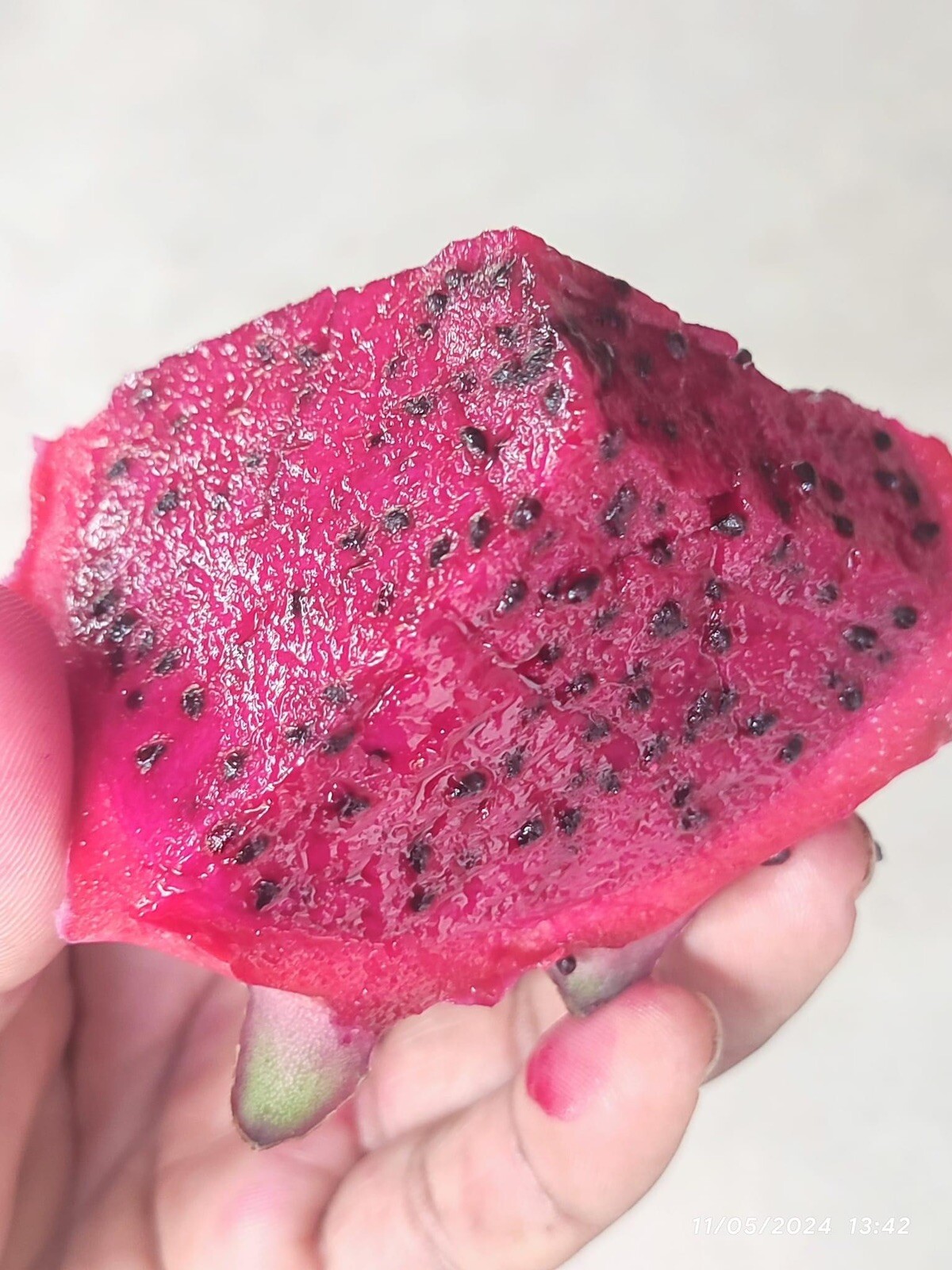 4 American Beauty Dragon fruit cutting 15″-18″ inches