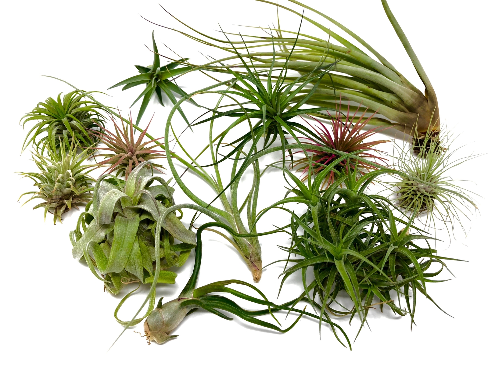 10 Pack Premium Air Plants Tillandsia Mix *Beginner Friendly Selections*