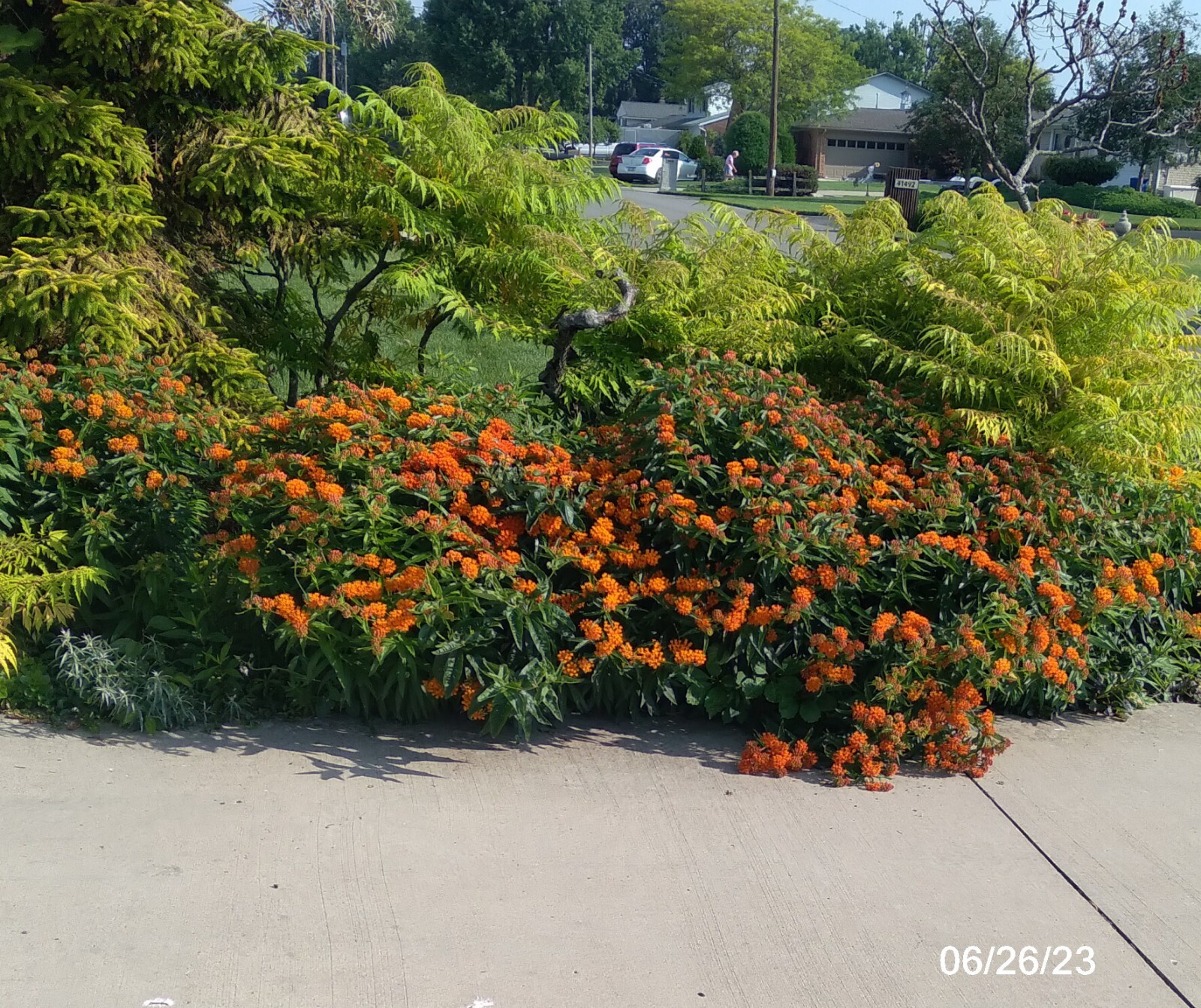 SEEDS Butterfly Weed (Asclepias tuberosa), 25 seeds