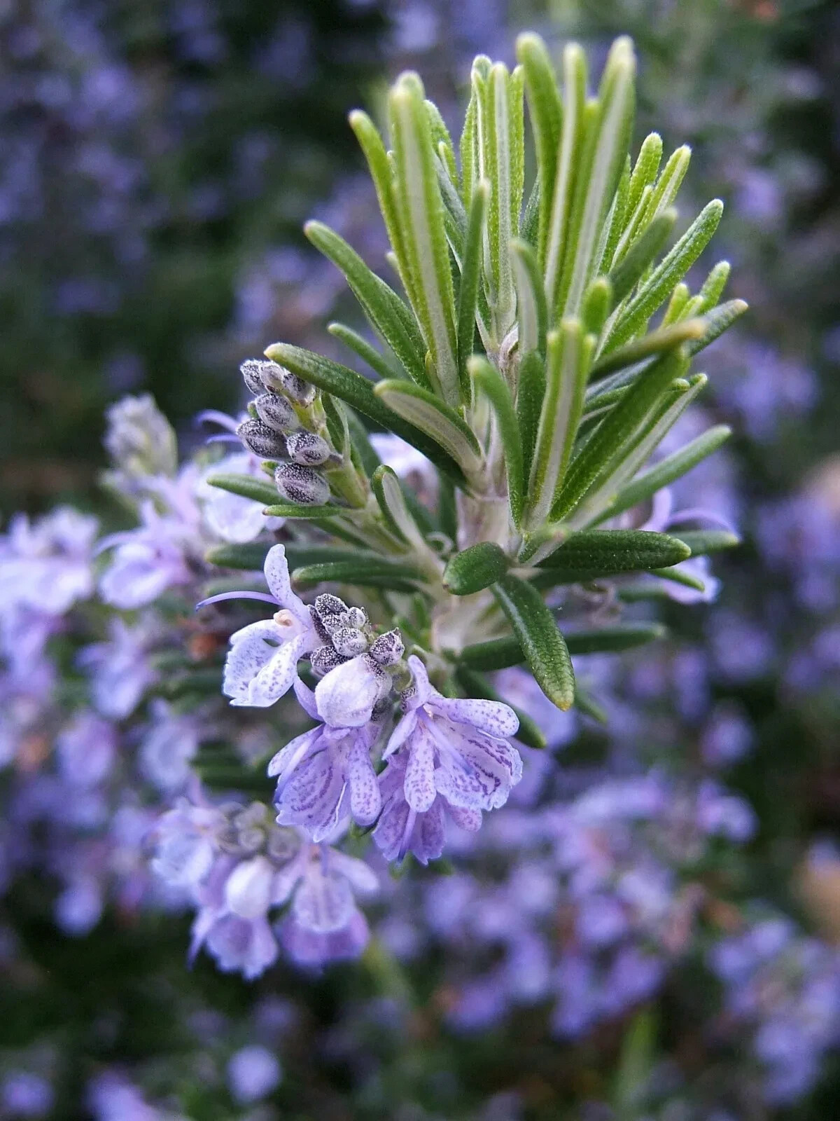 Rosemary Seeds, NON-GMO, Heirloom, Variety Sizes, Anthos, FREE SHIPPING 50+seeds