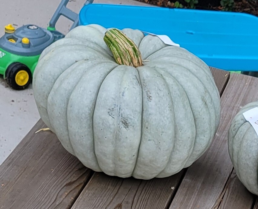 20 Jarrahdale Blue Pumpkin Seeds, Heirloom, Edible Squash, Great for Pies