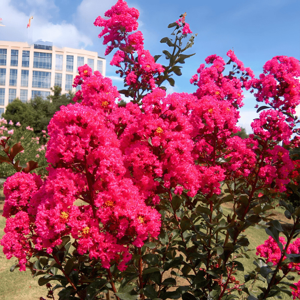 Electric Pink Passion™ Crape Myrtle: Vibrant Blazing Pink Color for Your Landsca