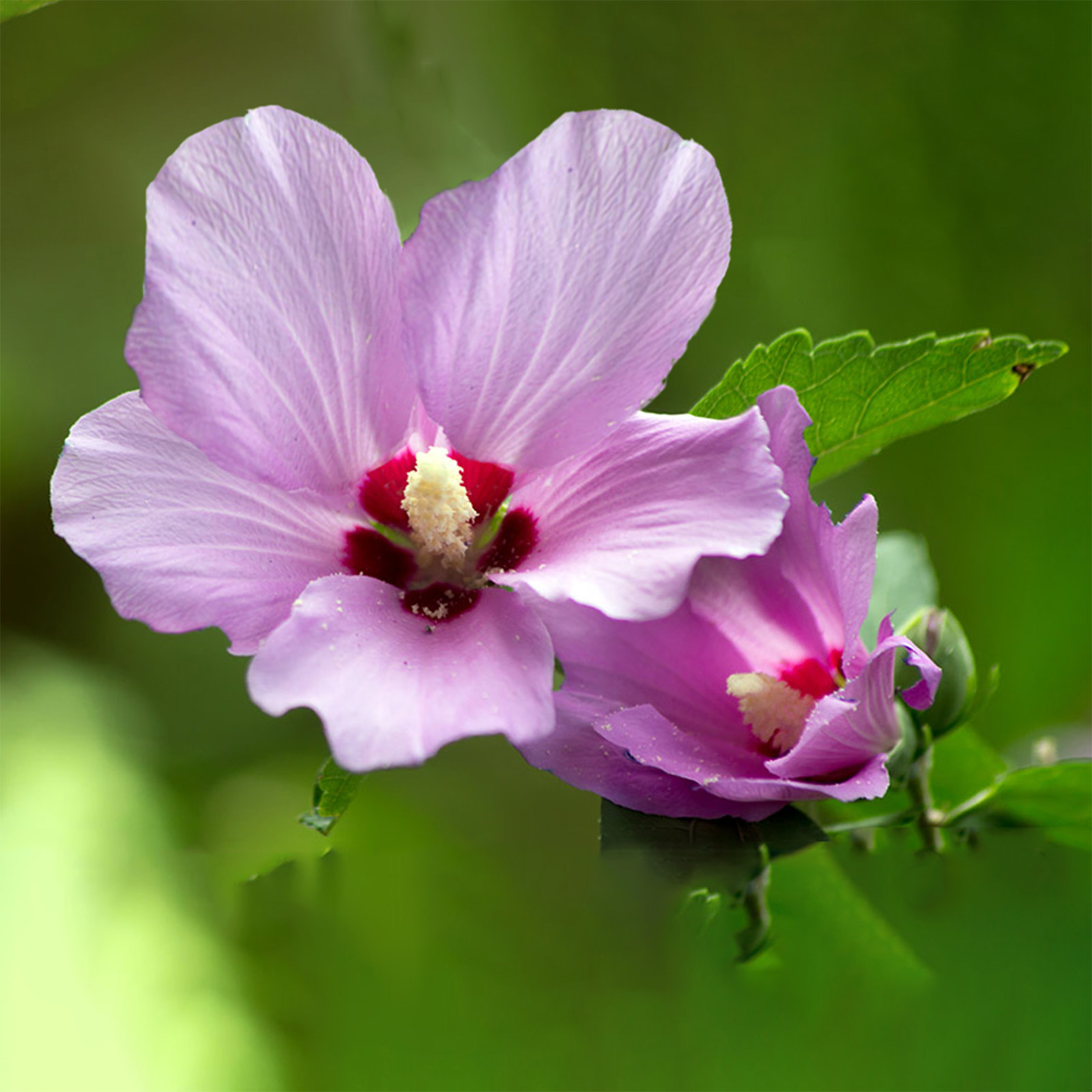 Hibiscus Live Plant w/ Roots Transplant Starter Bush HIBISCUS-30″ Tall 1PK