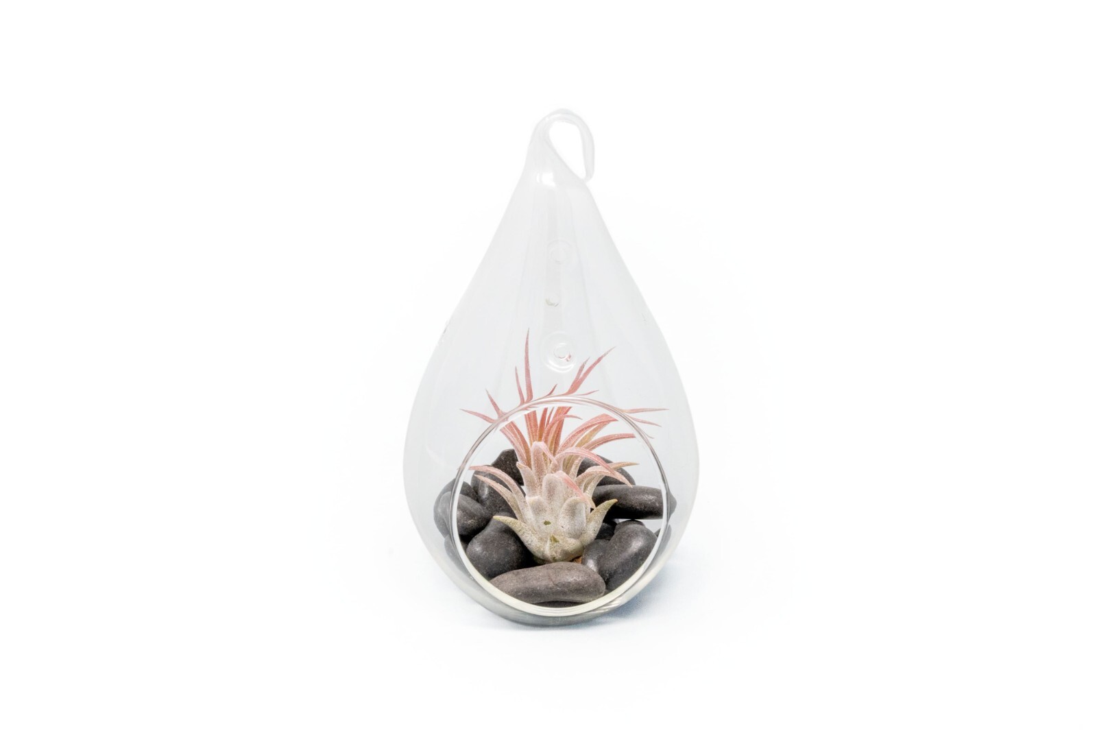 Glass Teardrop Terrarium with Tillandsia Air Plant – Easy Indoor Outdoor Decor