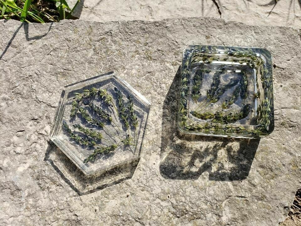 Organic Live California USA Lavender Cuttings