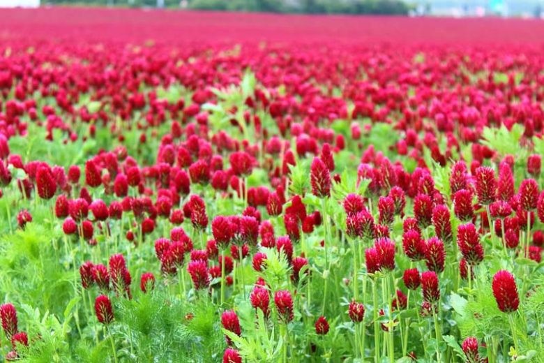 750+ / 5 GRAMS CRIMSON CLOVER SEEDS FRESH FOR YOUR FLOWER GARDEN