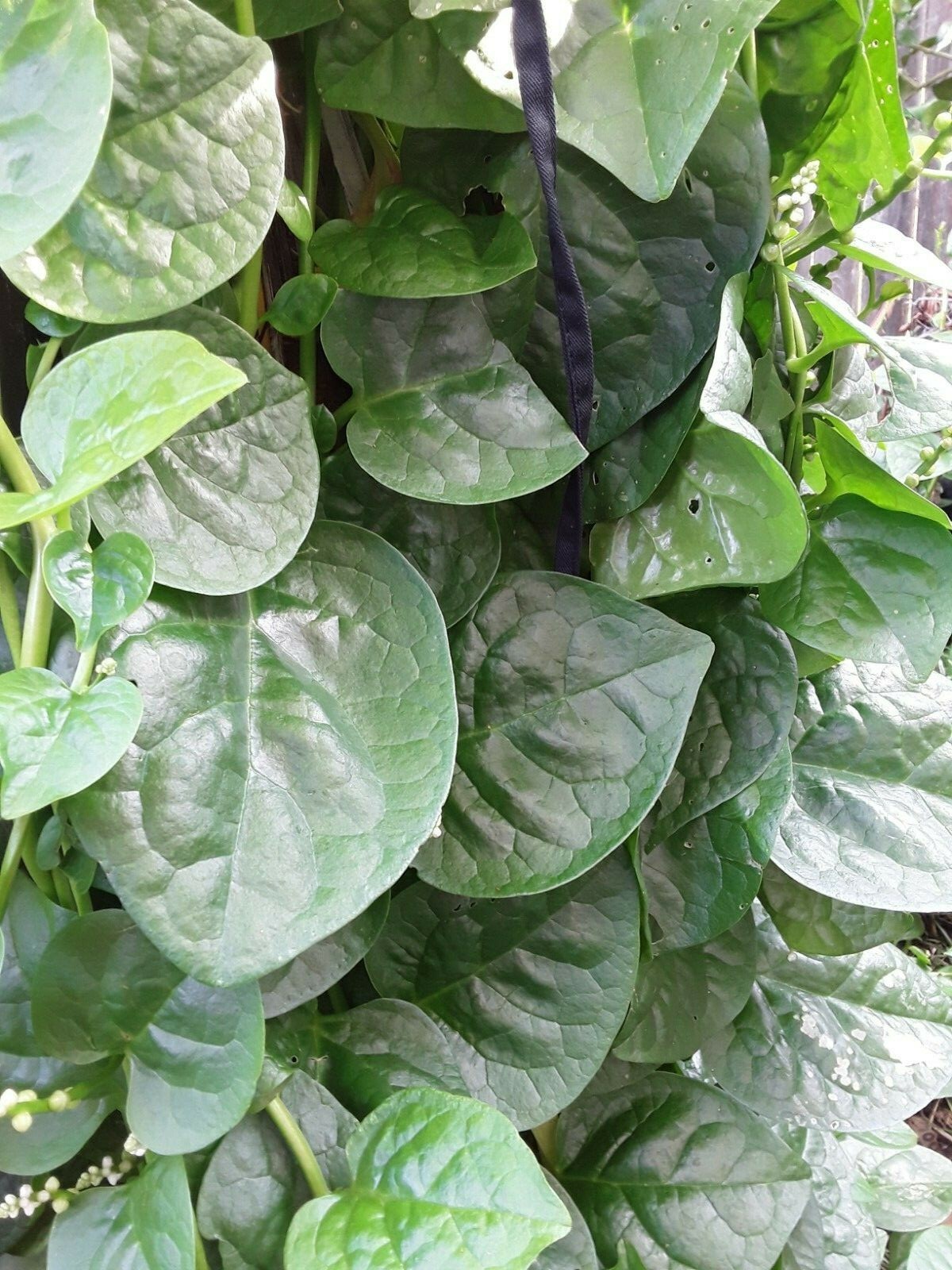 1220 Green Stem Malabar Spinach seeds/Alugbati/Vietnamese Spinach/Pui/Poi Saag