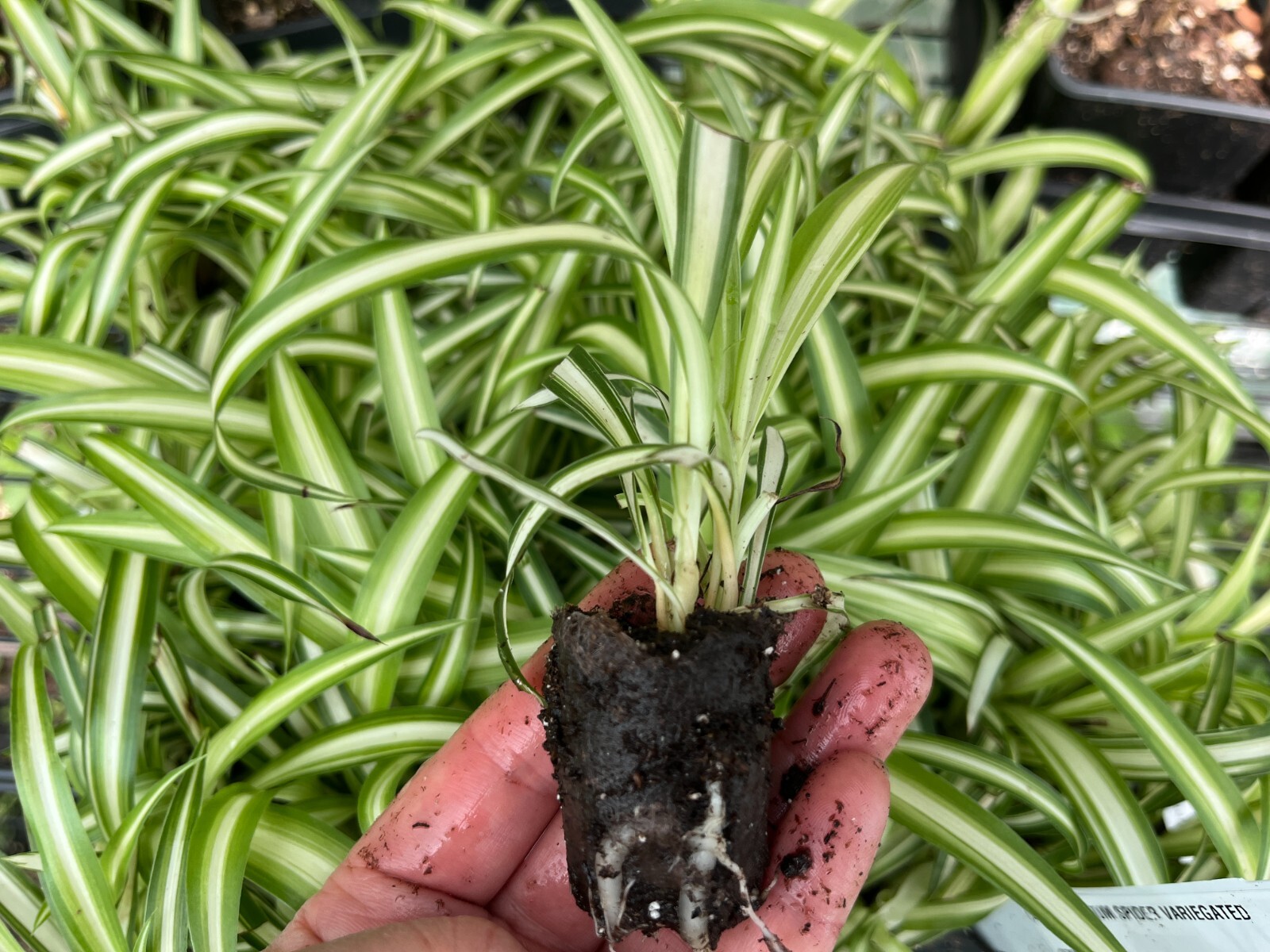 Variegated Spider Plants (Chlorophytum): A Natural Air Purifier for Your Home