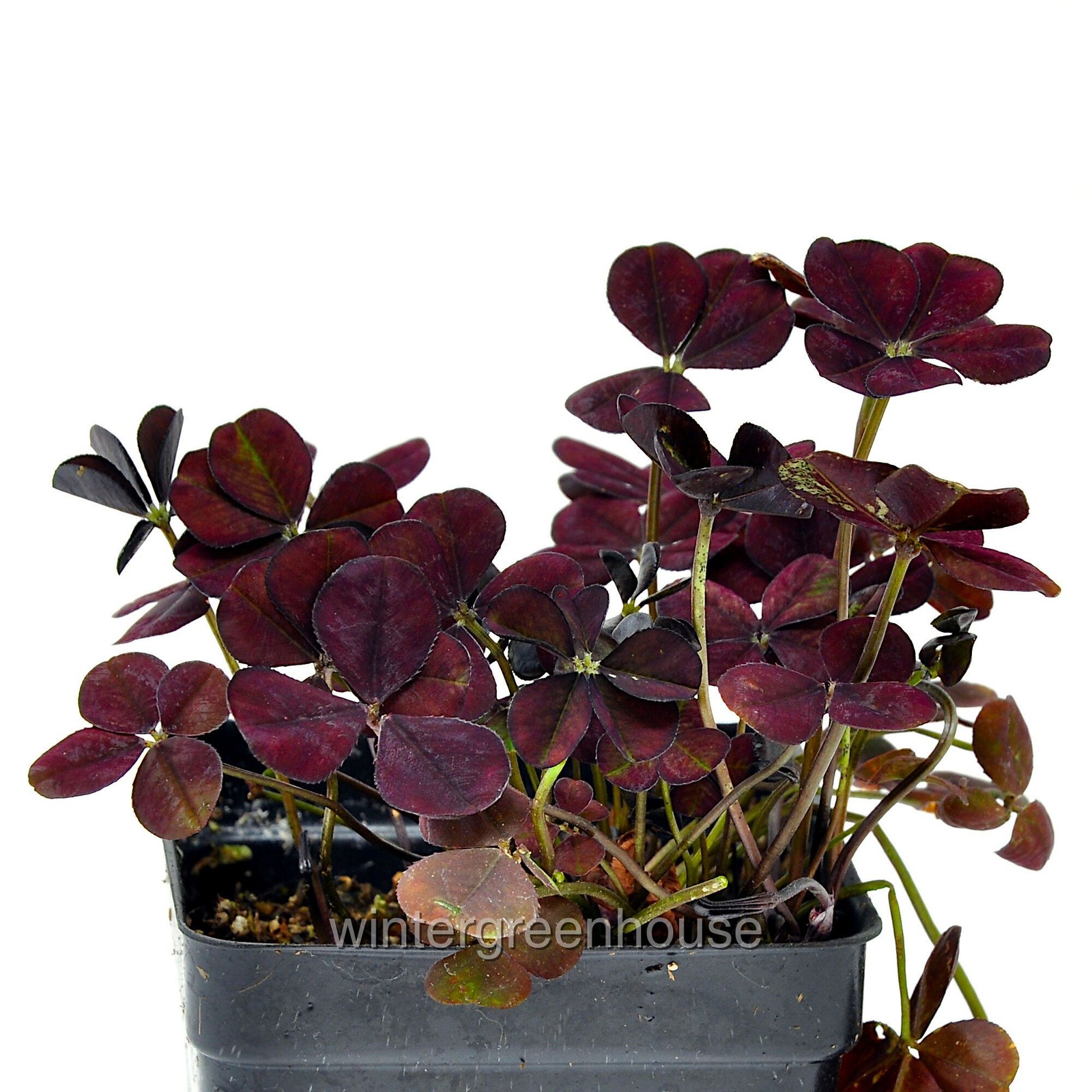 Trifolium Lucky Clover, Coco Mint, Shamrock Clover