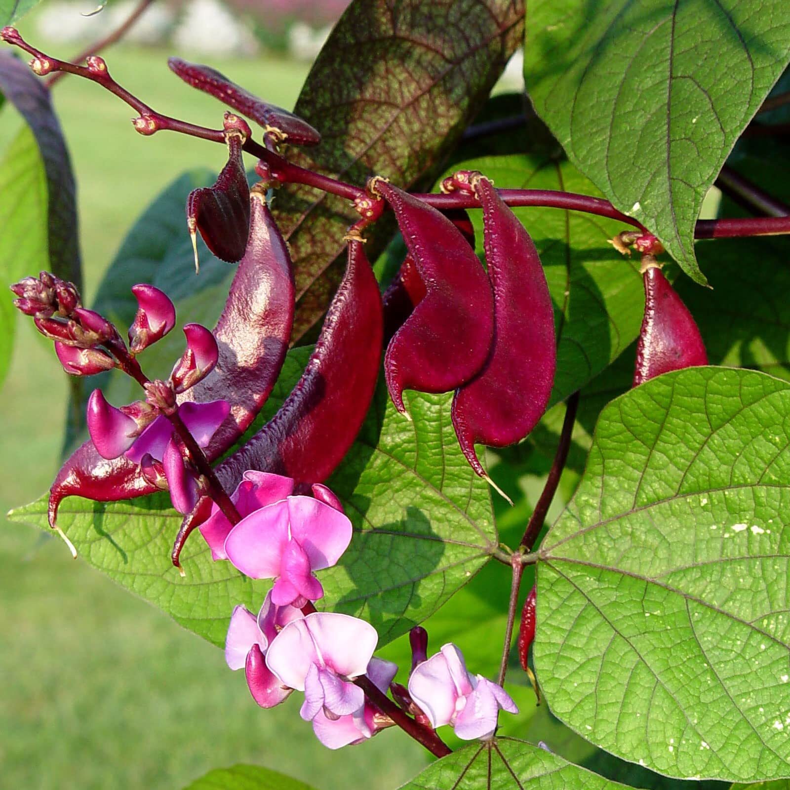 30 Pcs Non-GMO Purple Hyacinth Bean Seeds Red Leaved Plant Vine Seeds Purple Flo