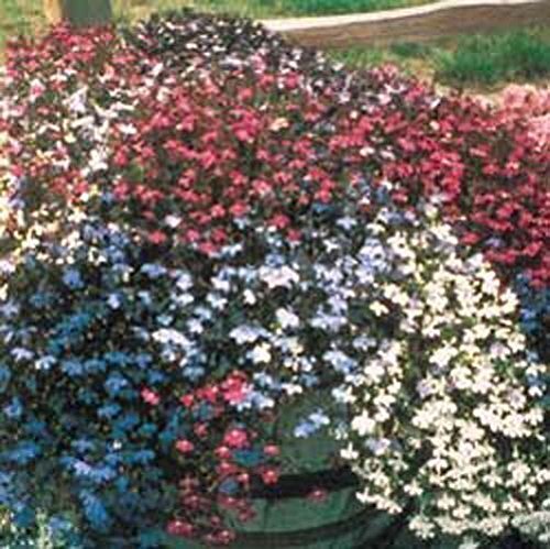 Lobelia Fountain – Mixed Nice Garden Flower By Seed Kingdom 600 Seeds