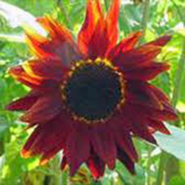 SUNFLOWER, AUTUMN BEAUTY 25+ SEEDS NEWLY HARVESTED