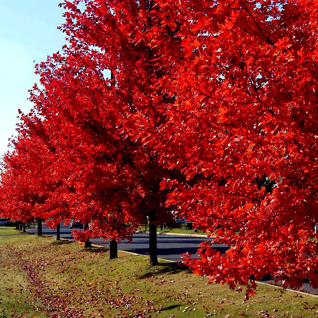 *RED SUNSET* Japanese Maple (Acer rubrum) Tree Seeds, Landscaping or Bonsai