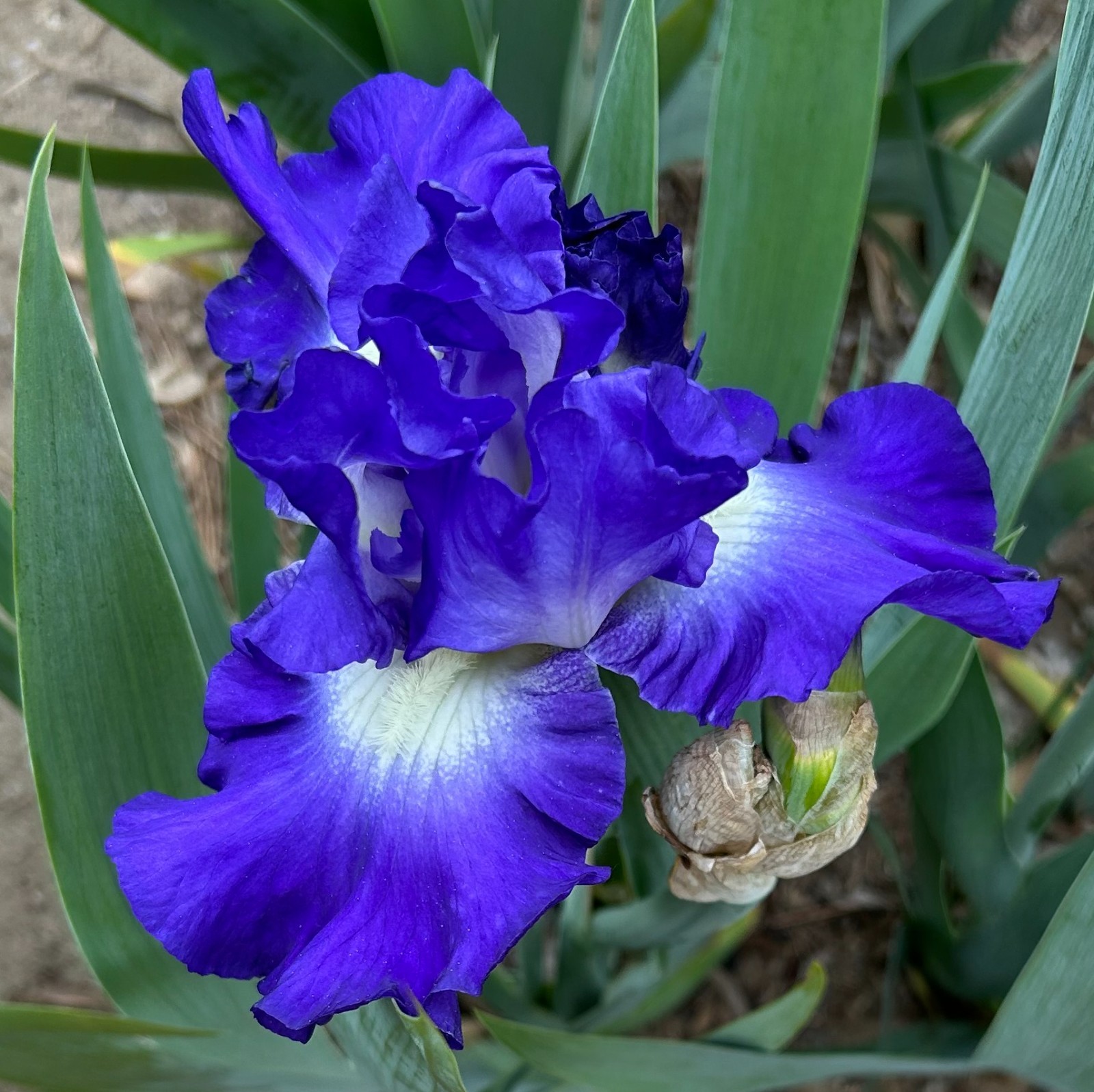 ‘Speeding Again’ iris rhizome + gift, combined shipping $1 each additional