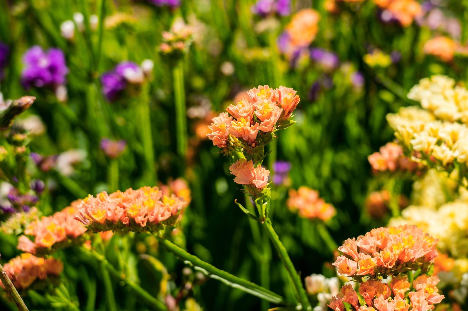 50 APRICOT BEAUTY STATICE Limonium Sinuatum Sea Lavender Flower Seeds