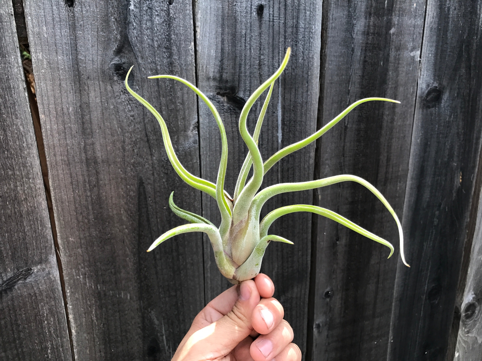 10 Pack Premium Air Plants Tillandsia Mix *Beginner Friendly Selections*