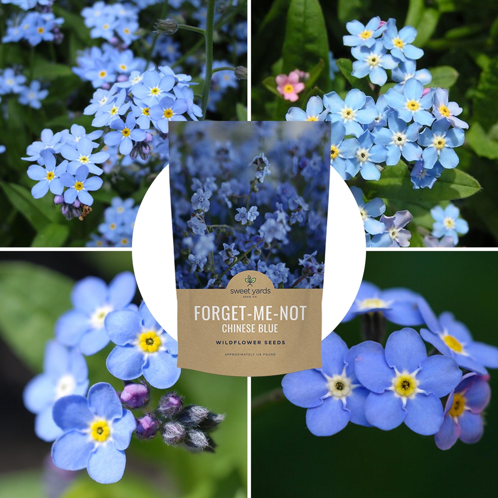 Chinese Forget Me Not Wildflower Seeds – Bulk 1/4 Pound Bag – Over 22,000 Open P