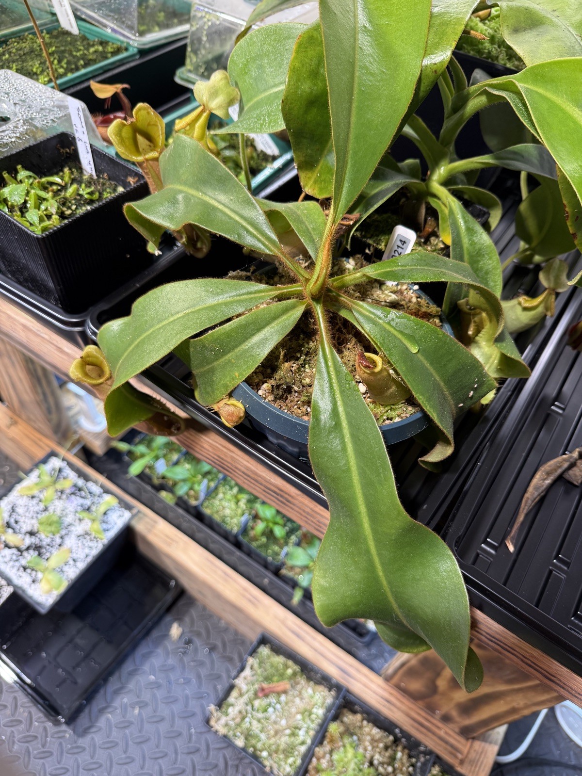 Nepenthes Vetchii Kelabit Highlands x S.O.M. x L.V.B.