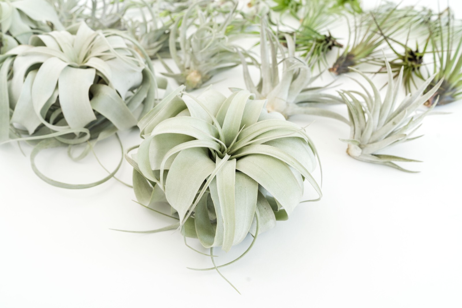 Large Xerographica Air Plants 5–7″ – Easy Indoor Outdoor Home Decor Plant