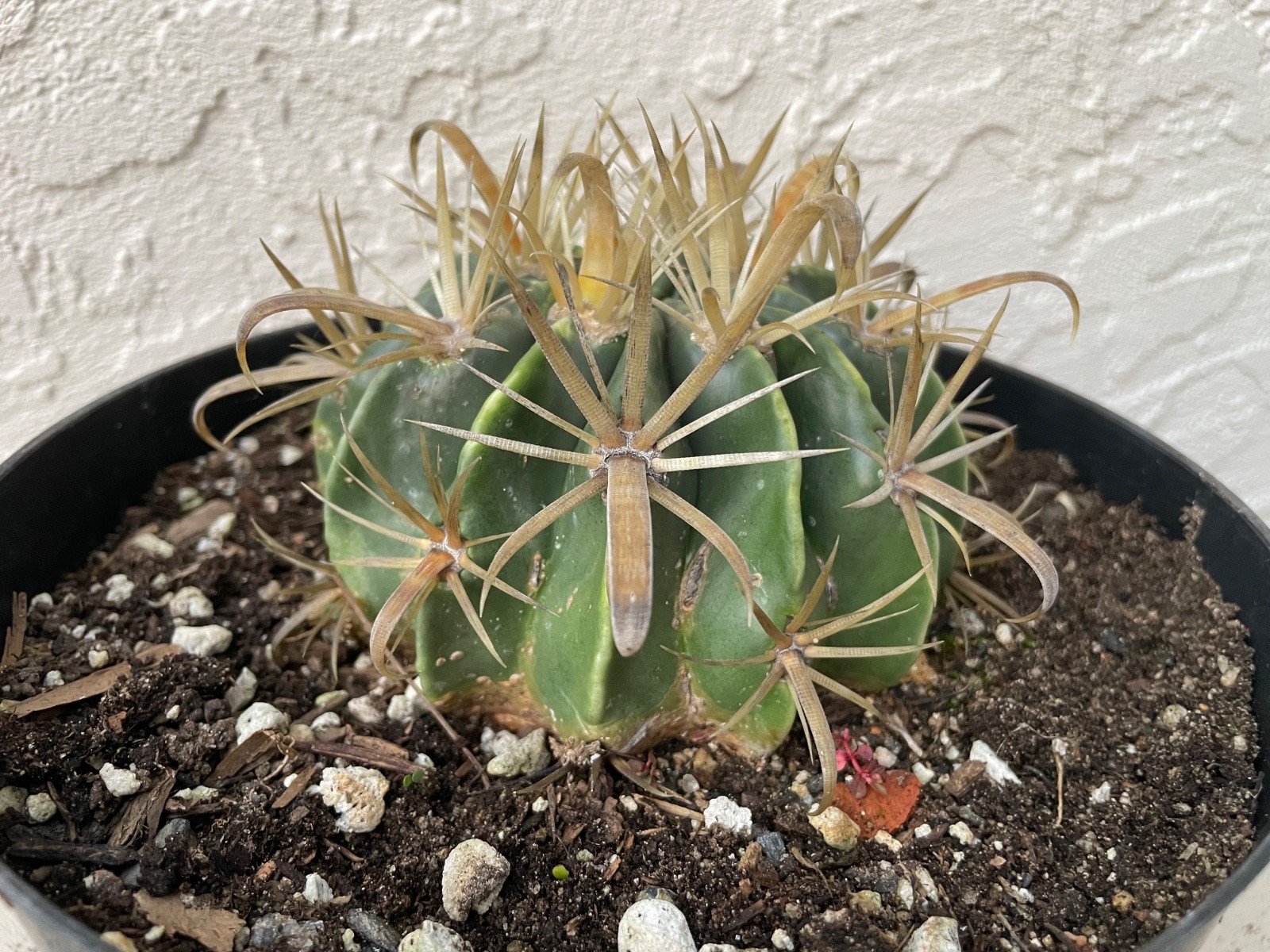 beautiful Ferocactus Flavispinus – Yellow-spined fishhook barrel cactus #B90