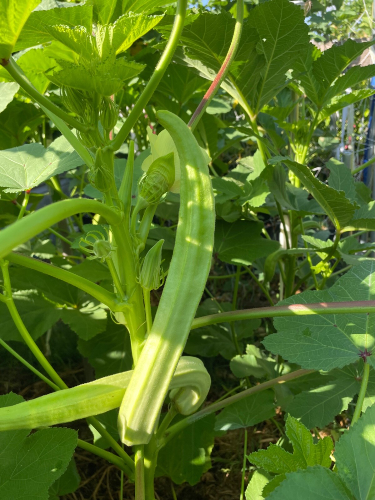 40+ Louisiana 16 Inch Longhorn Okra Seeds Longest Most Robust Pods Heirloom