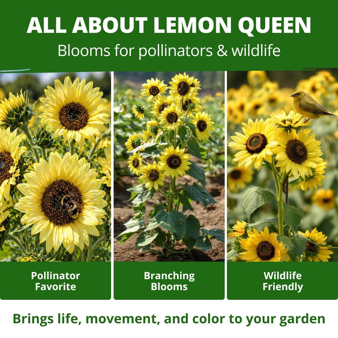 HOME GROWN Lemon Queen Sunflower Seeds Yellow with Golden Brown Center