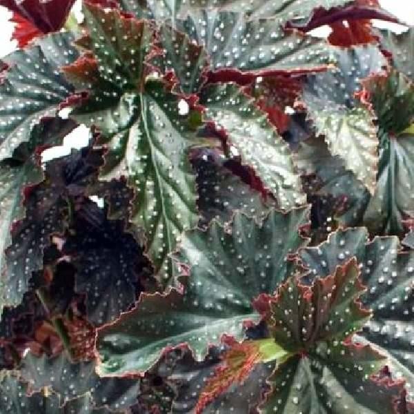 Angel Wing Begonia Fannie Moser Live Rooted Starter House Plant BUY 2 GET 1 FREE
